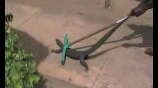 Monitor Lizard vs Hotel Staff in gambia [upl. by Sasnett]