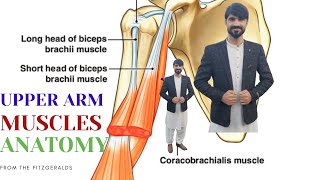 muscles of the upper arm  origin  insertion  innervation  blood supply [upl. by Gearalt]