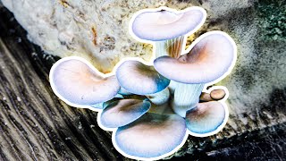 Growing Mushroom Bonus Mold Time Lapse [upl. by Eiffub272]