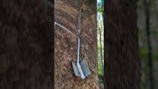 Rubber Plant in Kerala nature new trending viralshort rubbercut kerala plants morning [upl. by Atipul]