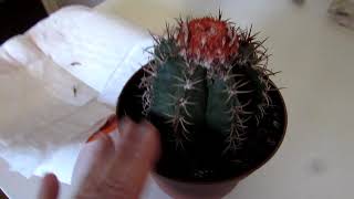 Cactus Plant Propagation How to Harvest Seeds from MELOCACTUS [upl. by Ziagos388]