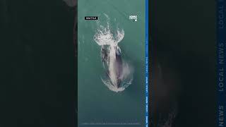 New Southern Resident orca calf seen in stunning NOAA drone video [upl. by Bast]