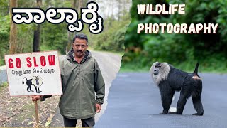 Valparai ಅಲ್ಲಿ Wildlife photography Lion tailed Macaques [upl. by Nester95]