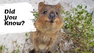 Quokkas facts  The Happiest Animals on the Internet  facts about the quokka for kids [upl. by Allerie463]