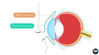 Orbit and Eye  Conjunctiva [upl. by Anelliw]