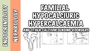 Familial Hypocalciuric Hypercalcemia  other calcium sensing disorders  pathophysiology treatment [upl. by Johm443]