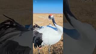 Some Redcrowned crane [upl. by Broder]