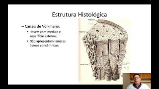 Histologia do tecido ósseo 02  Classificação histológica periósteo e endósteo [upl. by Scevour]