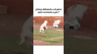 Estoy delirando o el perro corrio en dos patas 😂😂 humor comedia funny parati viralshort dog [upl. by Hulburt793]