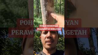 Pohon kemenyan y ga bergetah kenapa nature hutan survival kemenyan rohapenjelajah [upl. by Yehudi]