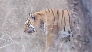 Tiger frightens tourist at Pench Feb 2018 [upl. by Aciemaj]