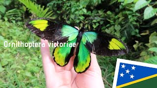 【Solomon Islands🇸🇧】Ornithoptera victoriae ビクトリアトリバネアゲハ [upl. by Retrop]