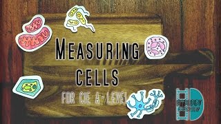 ALevel Biology  Measuring cells  Calibrate Eyepiece graticule Magnification Resolution [upl. by Itsirk644]