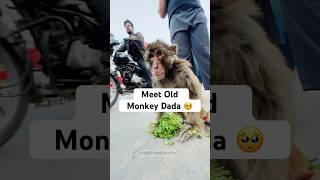 Old Monkey ka Struggle Dekha  763 [upl. by Daniella118]