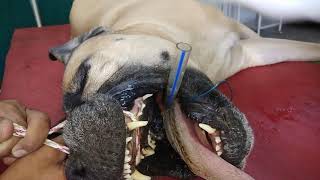 Endotracheal intubation in a dog without laryngoscope [upl. by Iek]