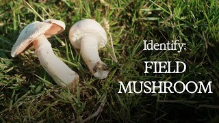 How to Identify the Field Mushroom Agaricus Campestris [upl. by Keating844]