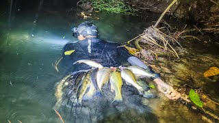 Pescando en un arroyo pequeño muy cristalino plagado de peces [upl. by Narret787]