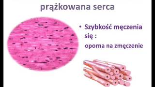 Tkanka mięśniowa [upl. by Winfred]