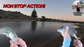 NON STOP ACTION While Fishing The Onkaparinga River With Bait And Lures [upl. by Charleen]