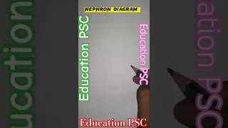 Nephron diagram easy hindi song hindisong motivation [upl. by Patrizia]