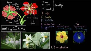 Floral formula  Plant kingdom  Biology class 11  Khan Academy [upl. by Slorac]