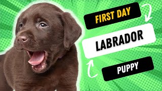 What To Do With Your Brand New Labrador Puppy [upl. by Enitsirt]