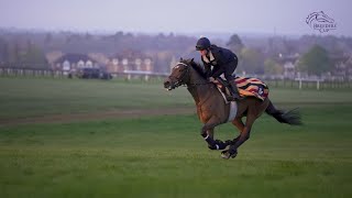 Breeders Cup Contenders George Boughey [upl. by Prem492]