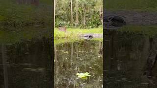 Small gator chilling on the bank in the wekiva river [upl. by Benioff273]