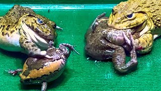 Amazing Asian Bullfrog Tries To Eat Big Frog Asian Bullfrog Live Feeding [upl. by Cordula]