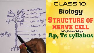 Structure of nerve cell or neuron explained in english and teluguclass10BiologyApTs syllabus [upl. by Anipsed34]