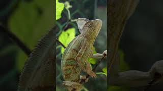 Intriguing Insights Unveiling the Secrets of Chameleons [upl. by Nuahsad313]