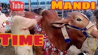 Bakra Mandi Adventure in Lahore  Viral  Sahiwal Bulls  Shapurknjra  Subhanallah  EidulAzha 2023 [upl. by Suedama136]