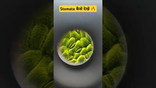 Plants में रंध्र l Stomata कैसे देखे ll Biology 🧫 Practical by skdigrawal [upl. by Meggy183]