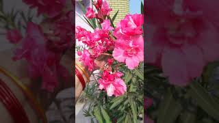 Oleander plant Permanent plant Kaner plant [upl. by Bully]