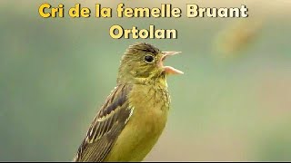 BRUANT ORTOLAN  Rare  Elle crie sous la pluie [upl. by Imailiv]