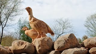 grey francolin voice  Partridge sounds [upl. by Bullough]