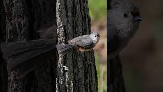 Up Close with the Tufted Titmouse [upl. by Puritan]