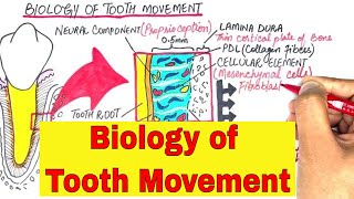 The Biology Of Tooth Movement Part 1  Orthodontics [upl. by Seugram]