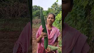 ఎంత పెద్ద బీరకాయలో Organic vegetables farming shorts ytstudio organicfarming [upl. by Ikceb594]