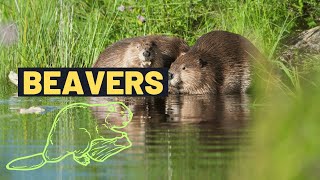 Discovering the World of Beavers  Beavers Description  Fun Facts and Fascinating Insights for Kids [upl. by Marva]