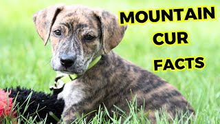 Mountain Cur  Top 10 Interesting Facts you must know [upl. by Llebyram581]