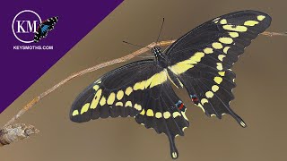 LARGEST BUTTERFLY IN FLORIDA  THE GIANT SWALLOWTAIL LIFECYCLE Papilio cresphontes [upl. by Finzer]