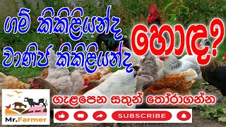 ගම් කිකිළියන්ගේ සහ වාණිජ කිළියන්ගේ වාසි අවාසි 🐥  Kukul palanaya  poultry trending lanka viral [upl. by Iphigeniah]