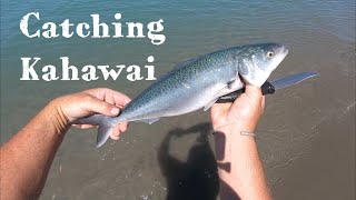 Fishing for Kahawai at the Waimak [upl. by Lauren]