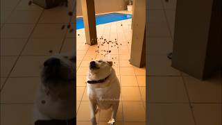 🐶🍔🧀funnyvideos funny dog shorts funnydogs [upl. by Baird64]