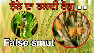 Infection of false smut and control in Rice  False smut  Dhan  ਝੂਠੀ ਕਾਂਗਿਆਰੀ ਦੇ ਲੱਛਣ ਅਤੇ ਰੋਕਥਾਮ [upl. by Coumas883]