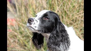 English Cocker Spaniel Training Session [upl. by Frerichs]