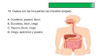 PREGUNTAS DEL SISTEMA DIGESTIVO [upl. by Sitra]