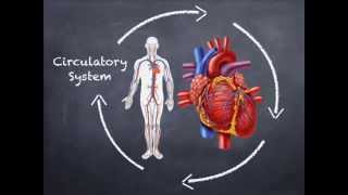 An Introduction to the Human Body Systems for 7th gr [upl. by Zonnya535]