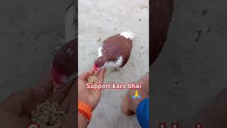 Support karo bhai new song new post video pigeon birds 🙏👉🤣 [upl. by Manda]